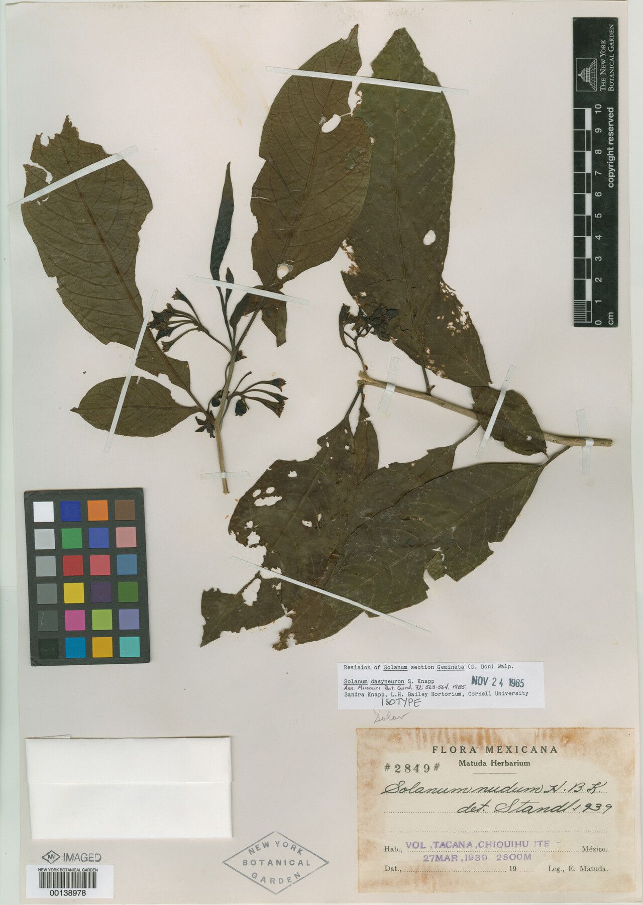 Solanum dasyneuron — houseplant care guide