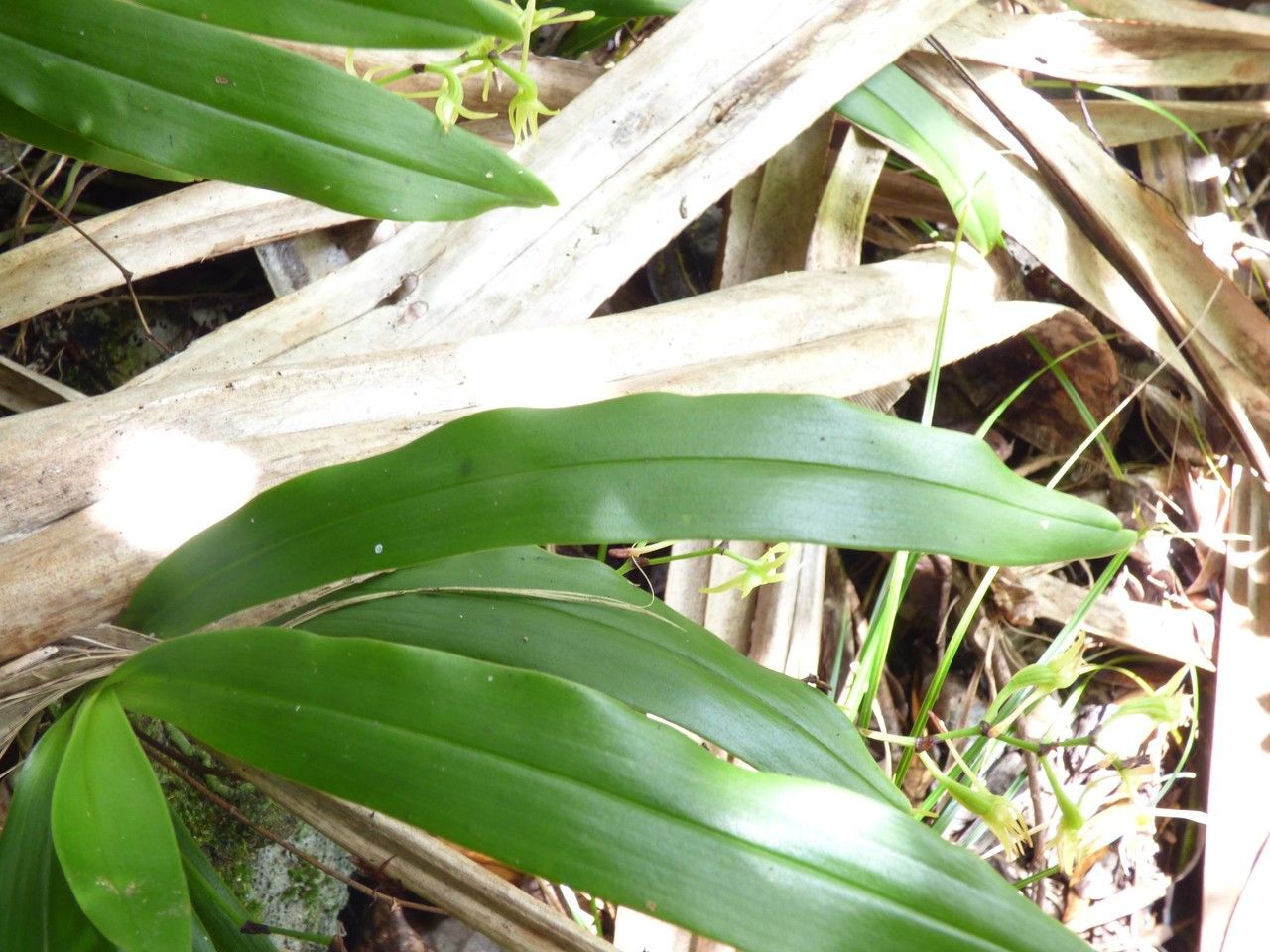 Angraecum calceolus — houseplant care guide