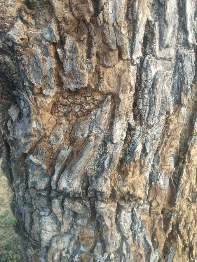 Terminalia elliptica bark