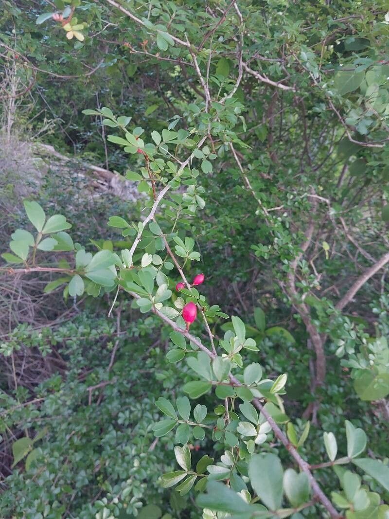 Doratoxylon chouxii other