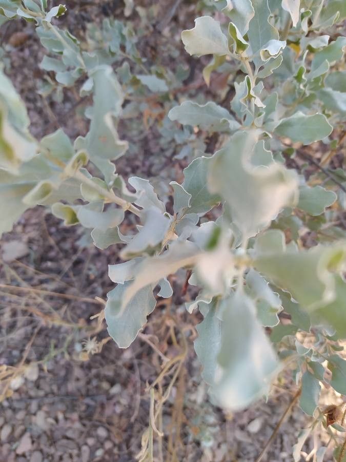 Halimium halimifolium leaf