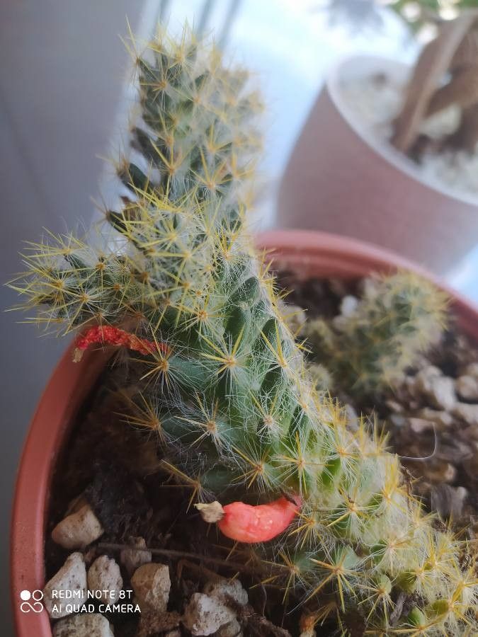 Mammillaria prolifera flower