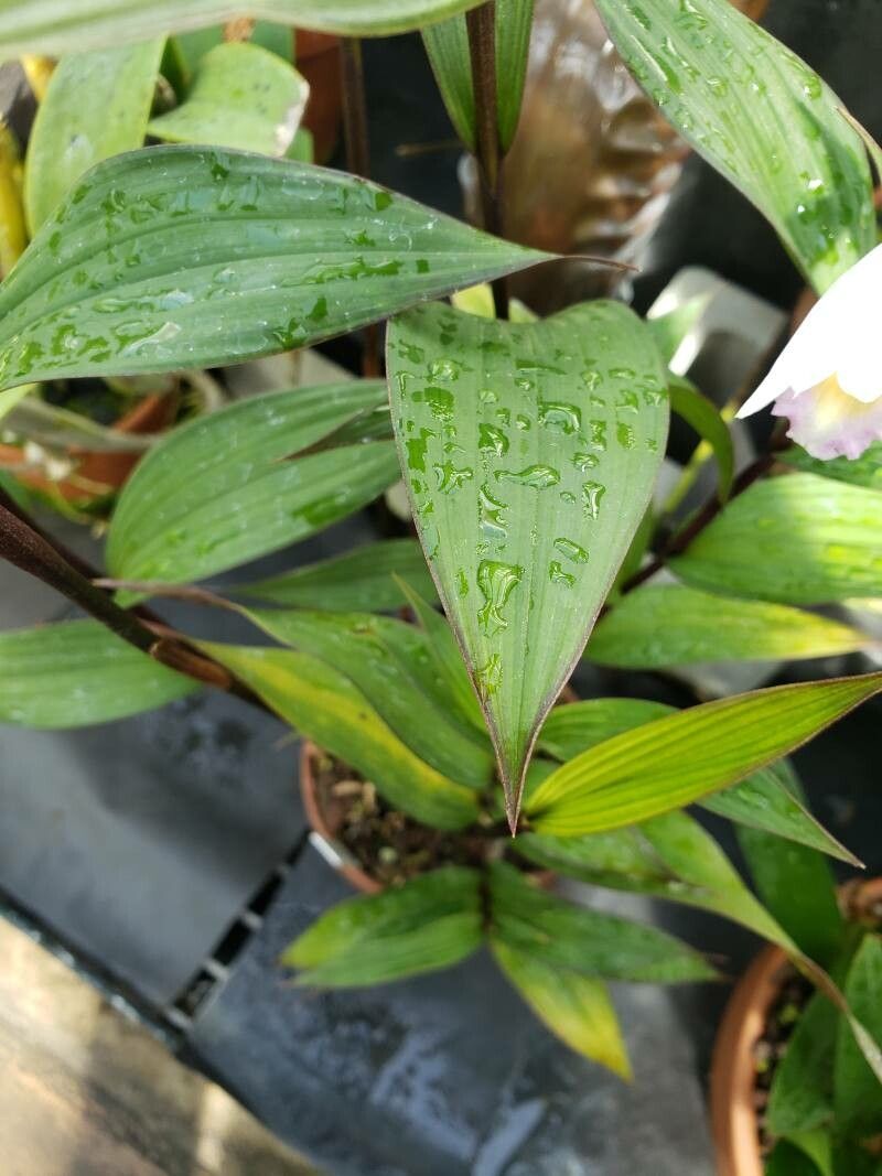 Sobralia margaritae — houseplant care guide