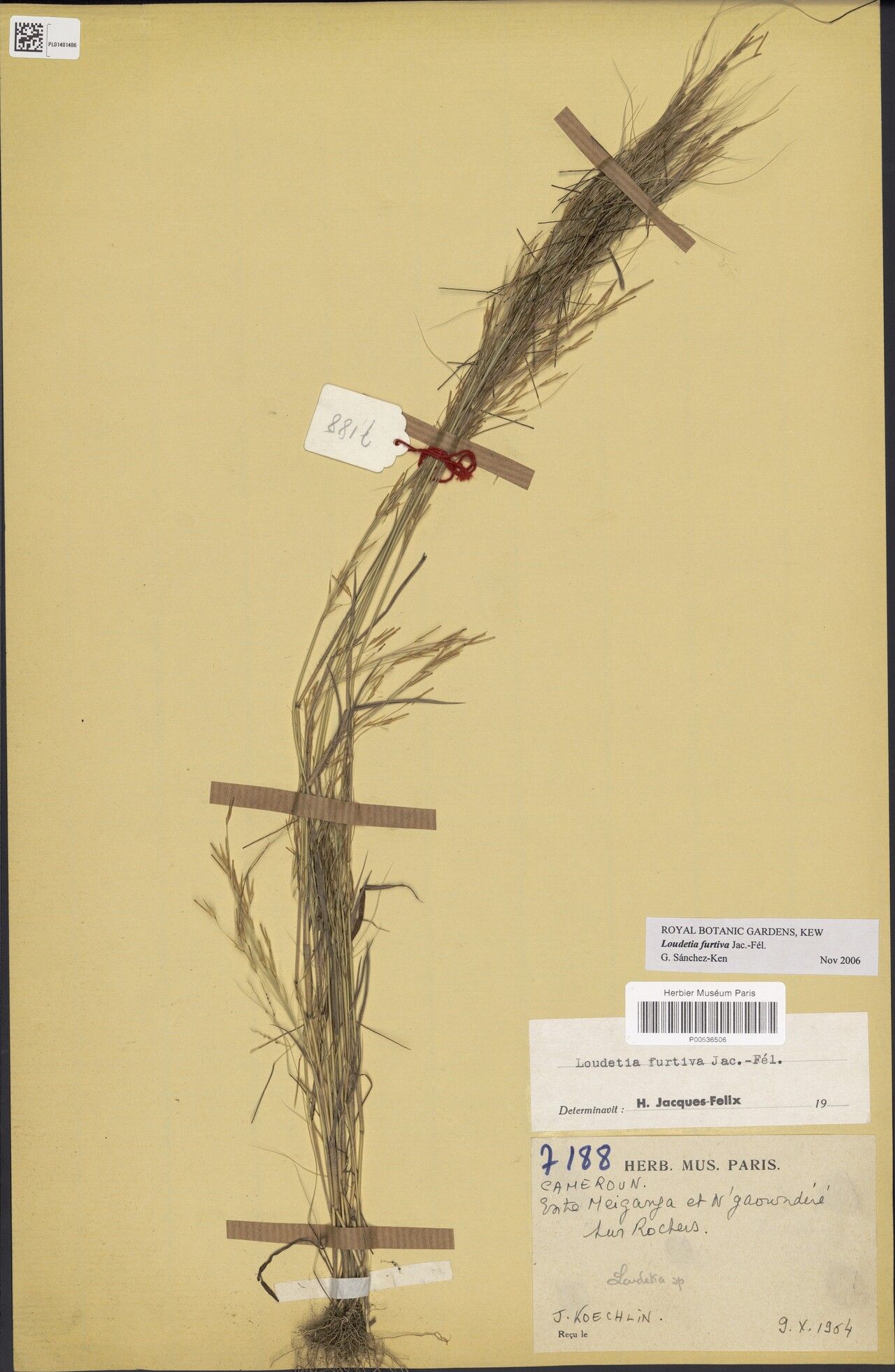 Loudetia furtiva — houseplant care guide