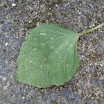 Galinsoga quadriradiata