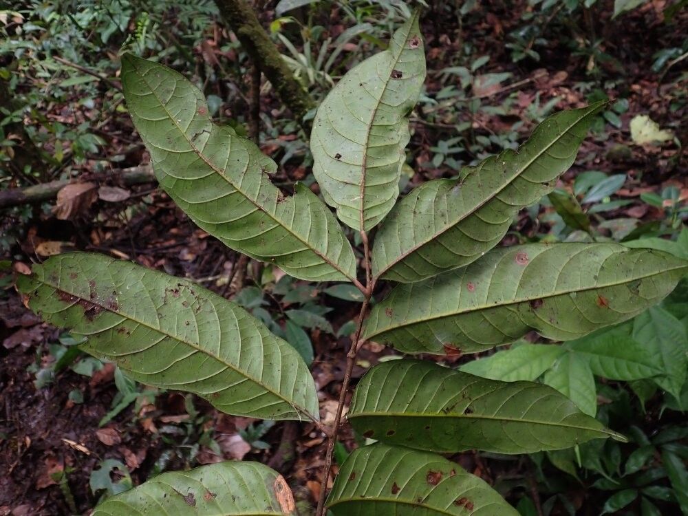 Pachylobus ebatom — related species from the same genus