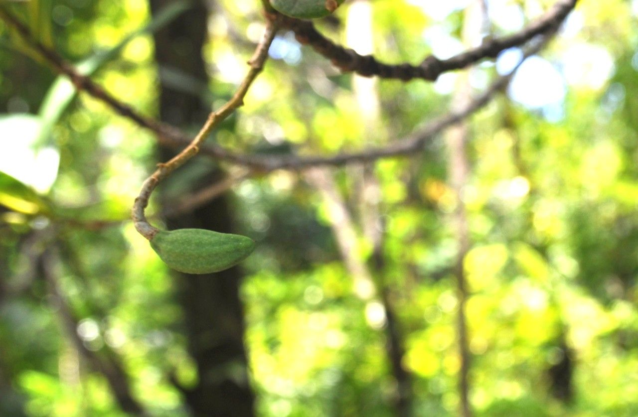 Noronhia broomeana fruit