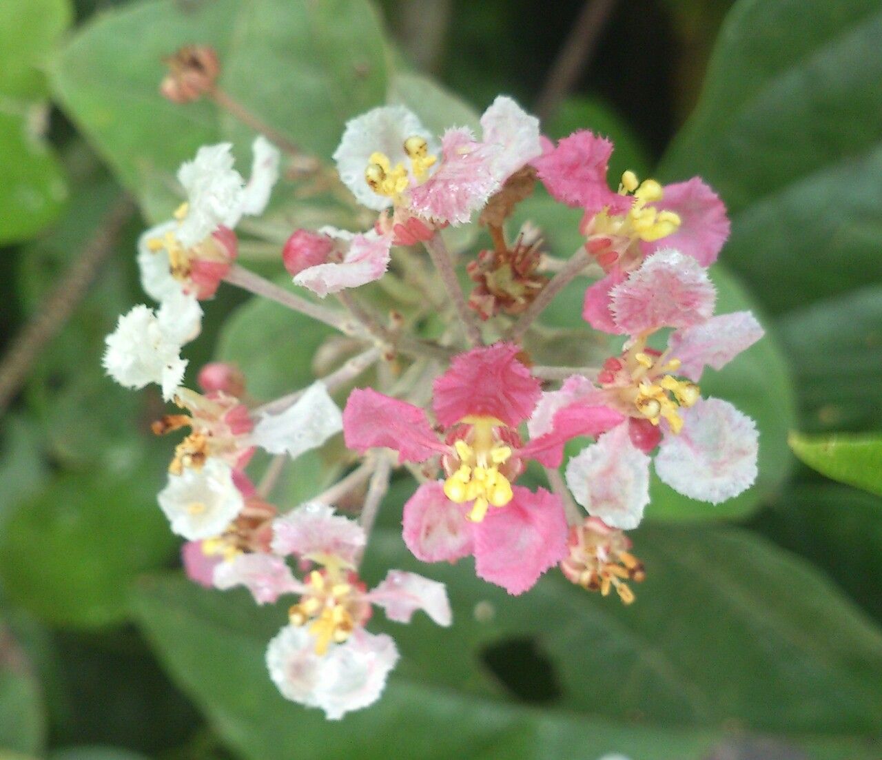 Banisteriopsis muricata flower