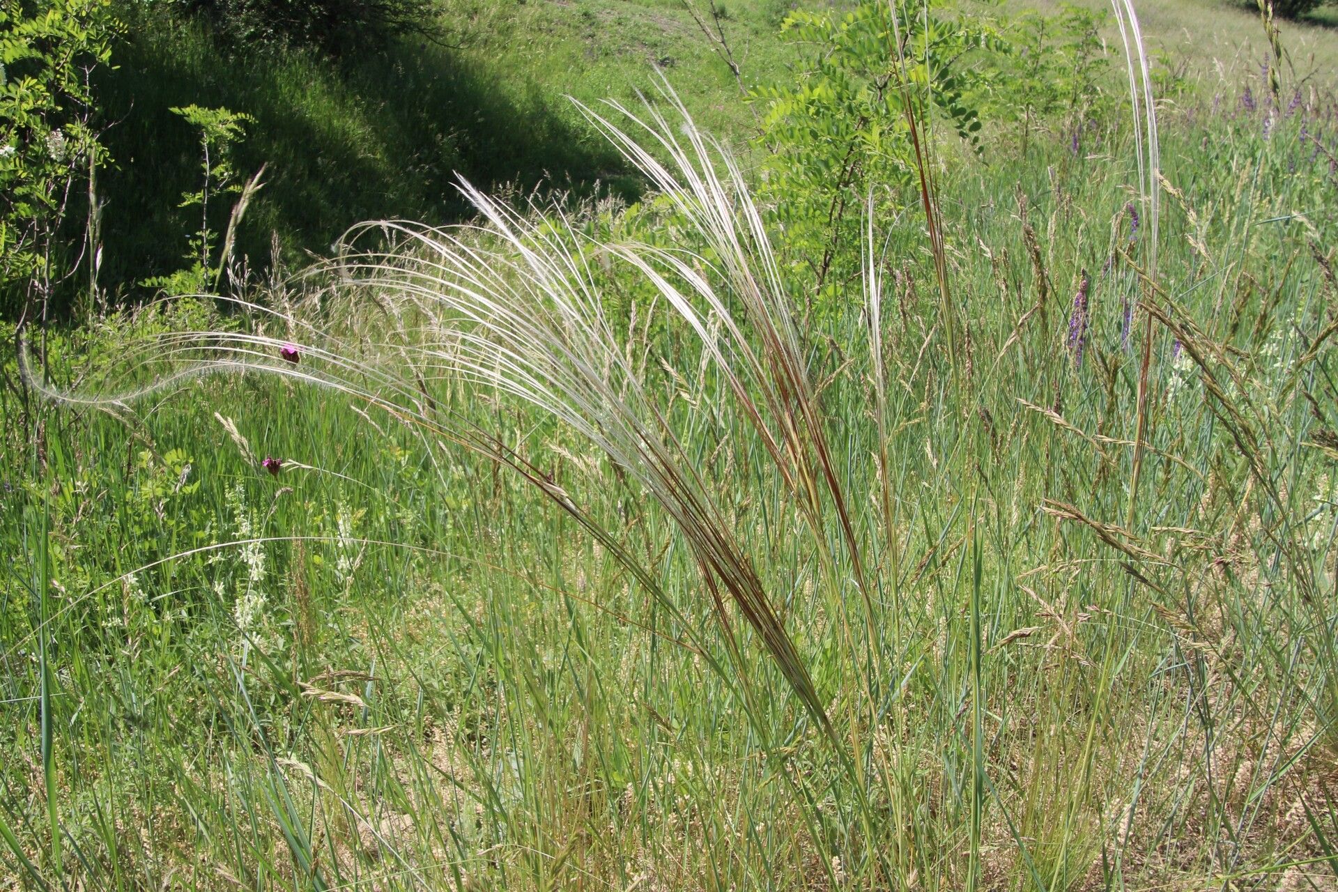 Stipa tirsa flower