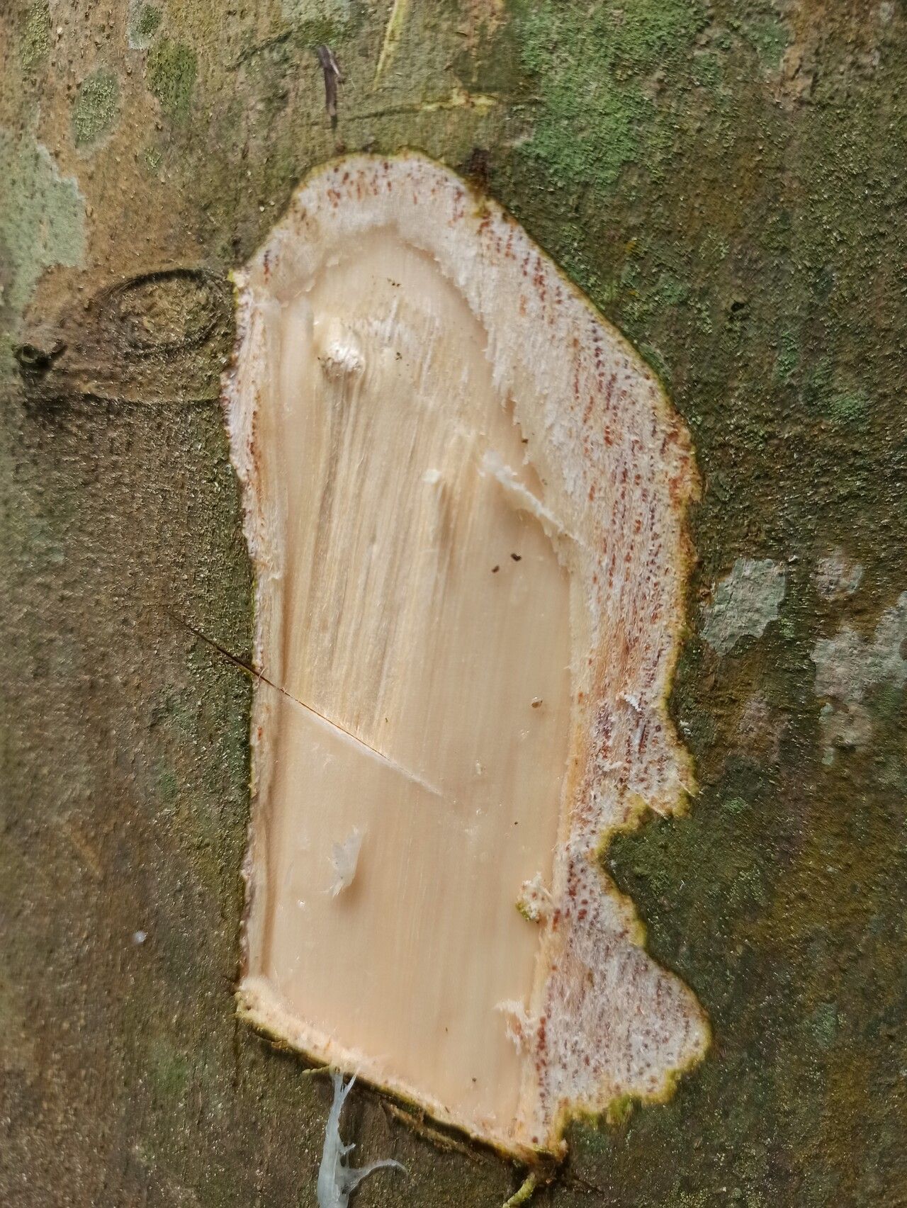 Celtis gomphophylla bark