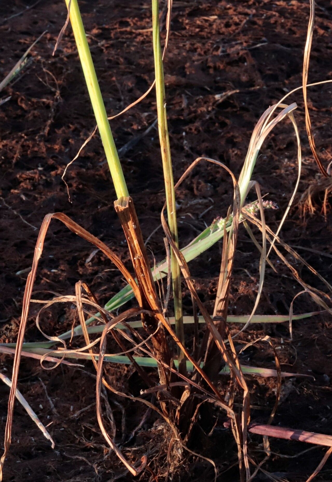 Cyperus macrostachyos habit