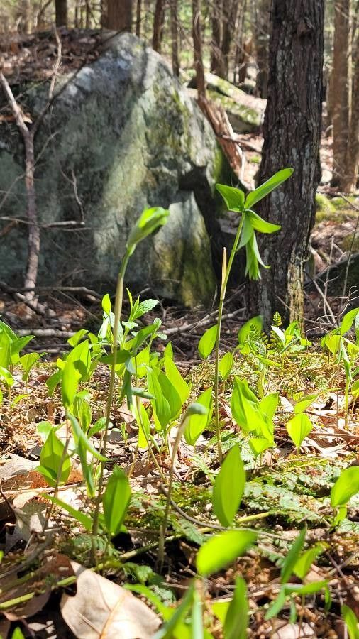 Uvularia sessilifolia habit