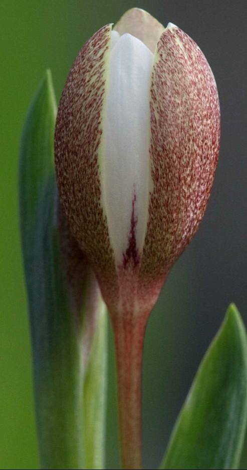 Hesperantha hantamensis — related species from the same genus