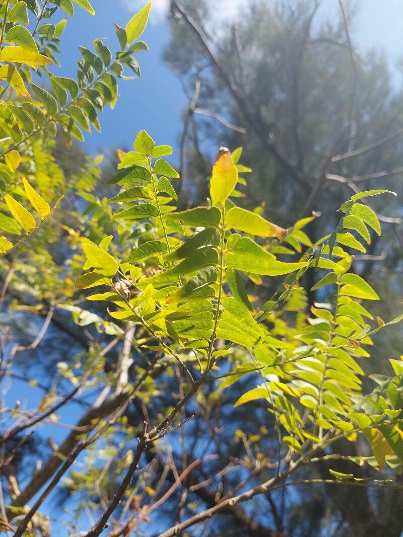 Clausena excavata — related species from the same genus