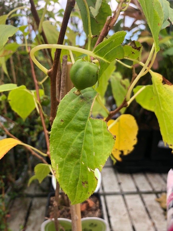 Actinidia arguta fruit