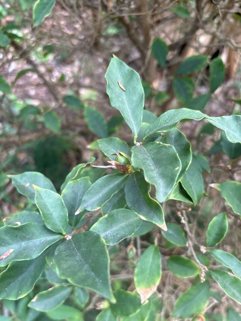 Brunfelsia pilosa leaf