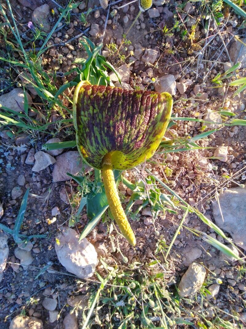 Eminium spiculatum flower