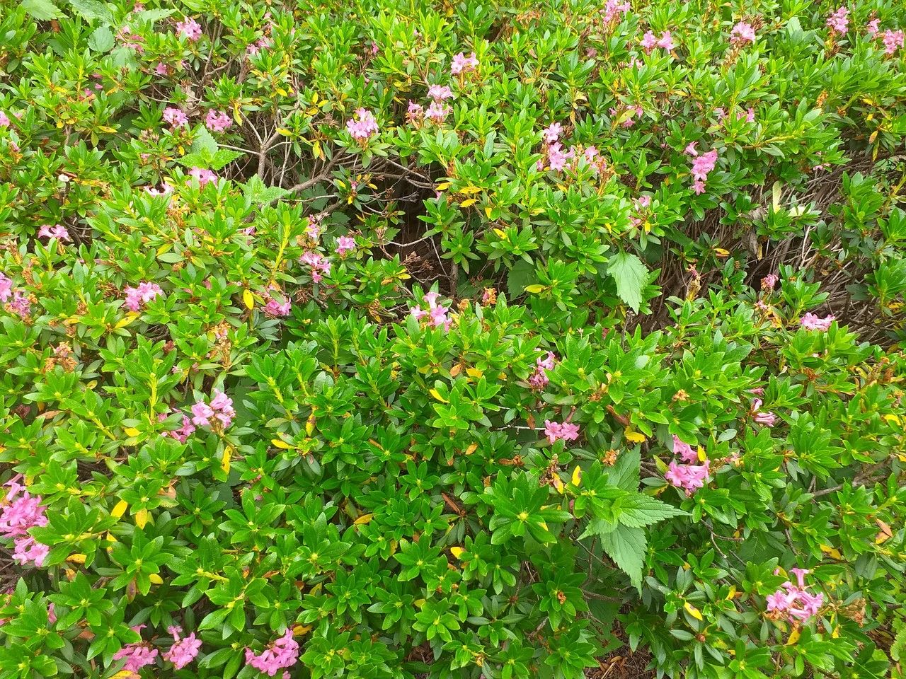 Rhododendron camtschaticum habit