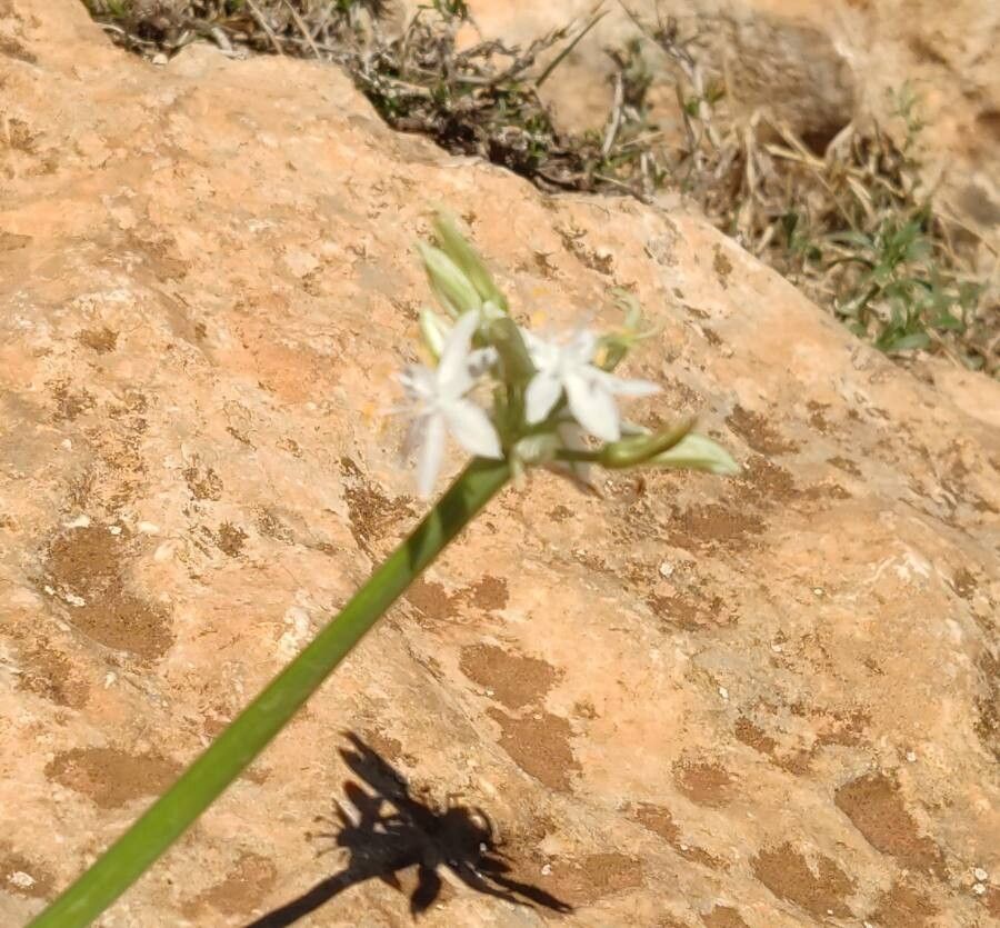 Albuca dyeri flower
