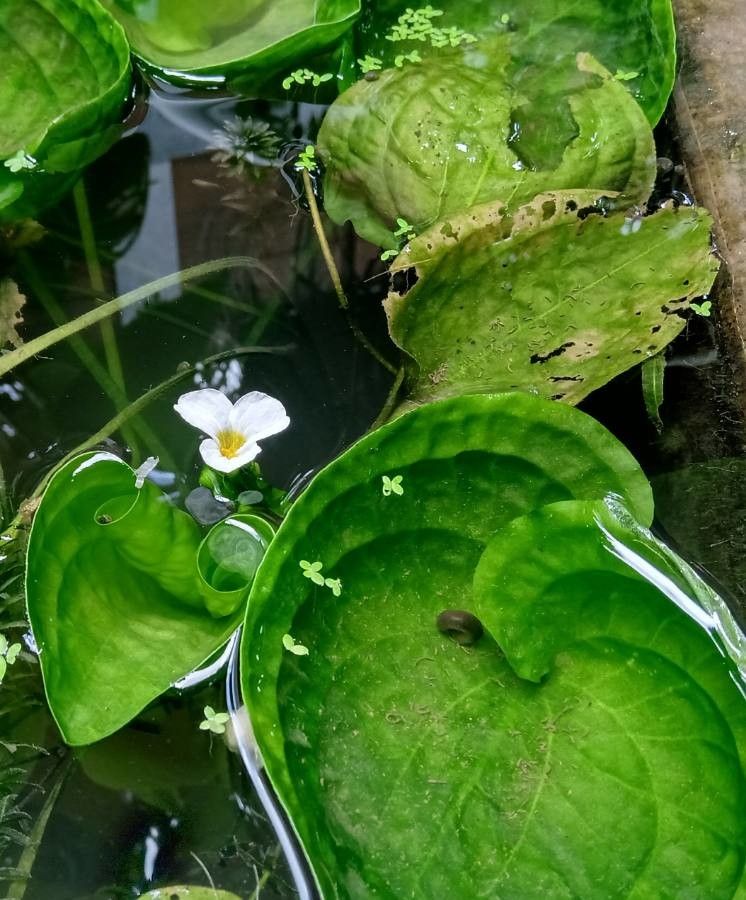 Ottelia alismoides leaf