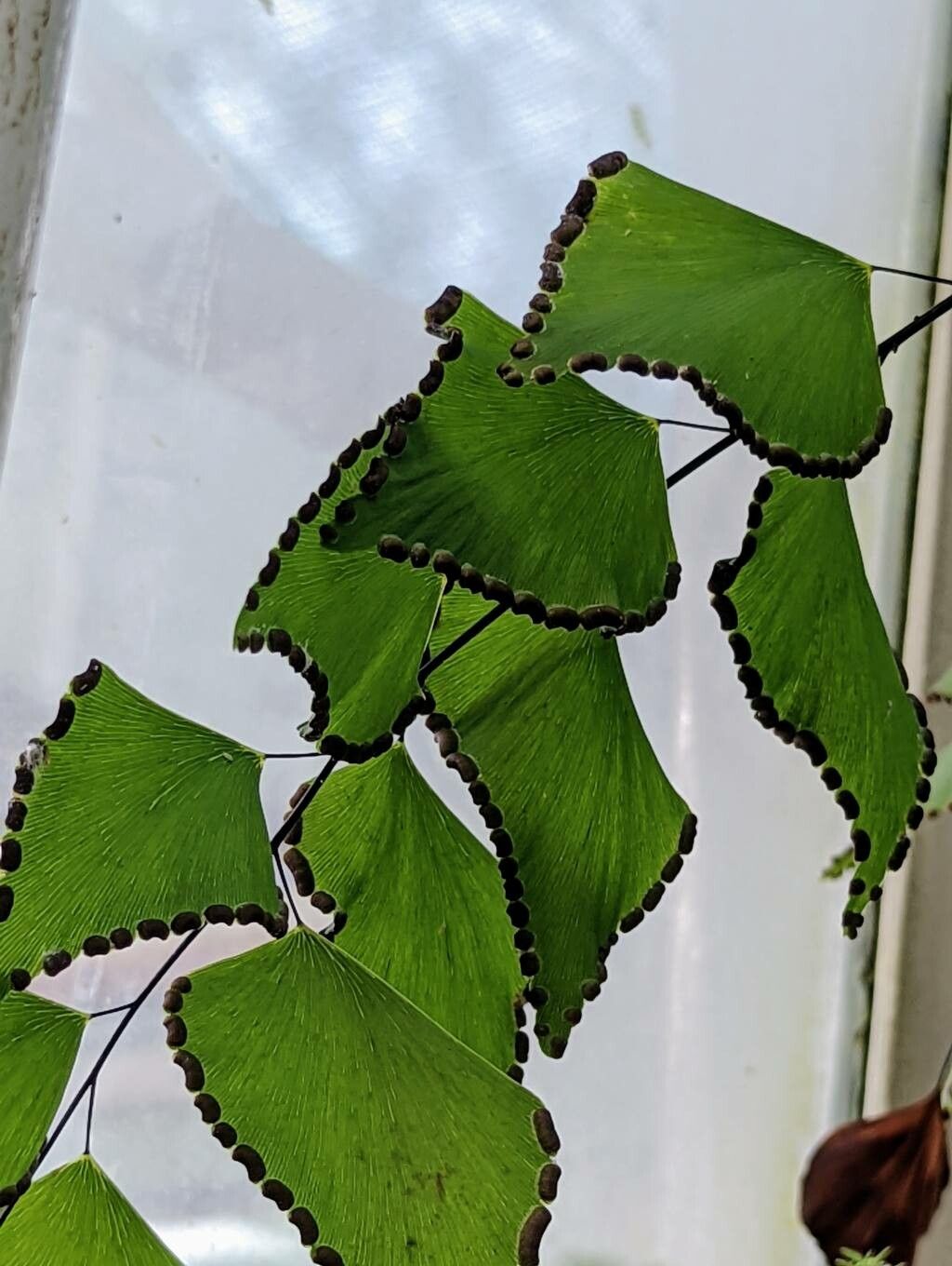 Adiantum obliquum fruit