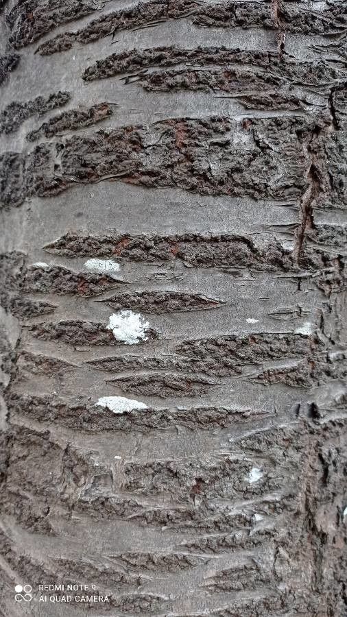 Prunus pedunculata bark