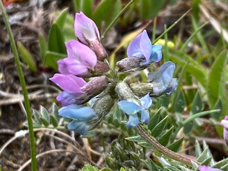 Oxytropis lapponica flower