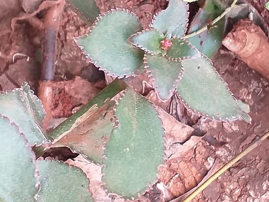 Kalanchoe lateritia habit