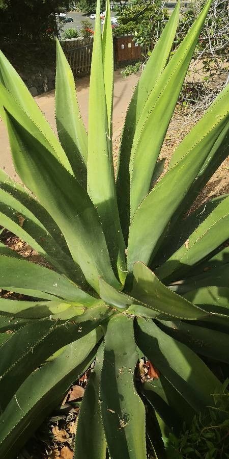 Agave anomala habit