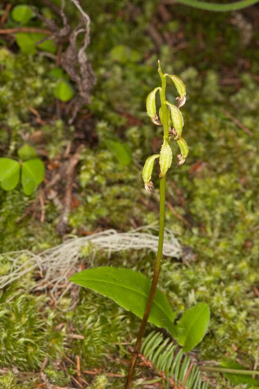 Corallorhiza trifida fruit