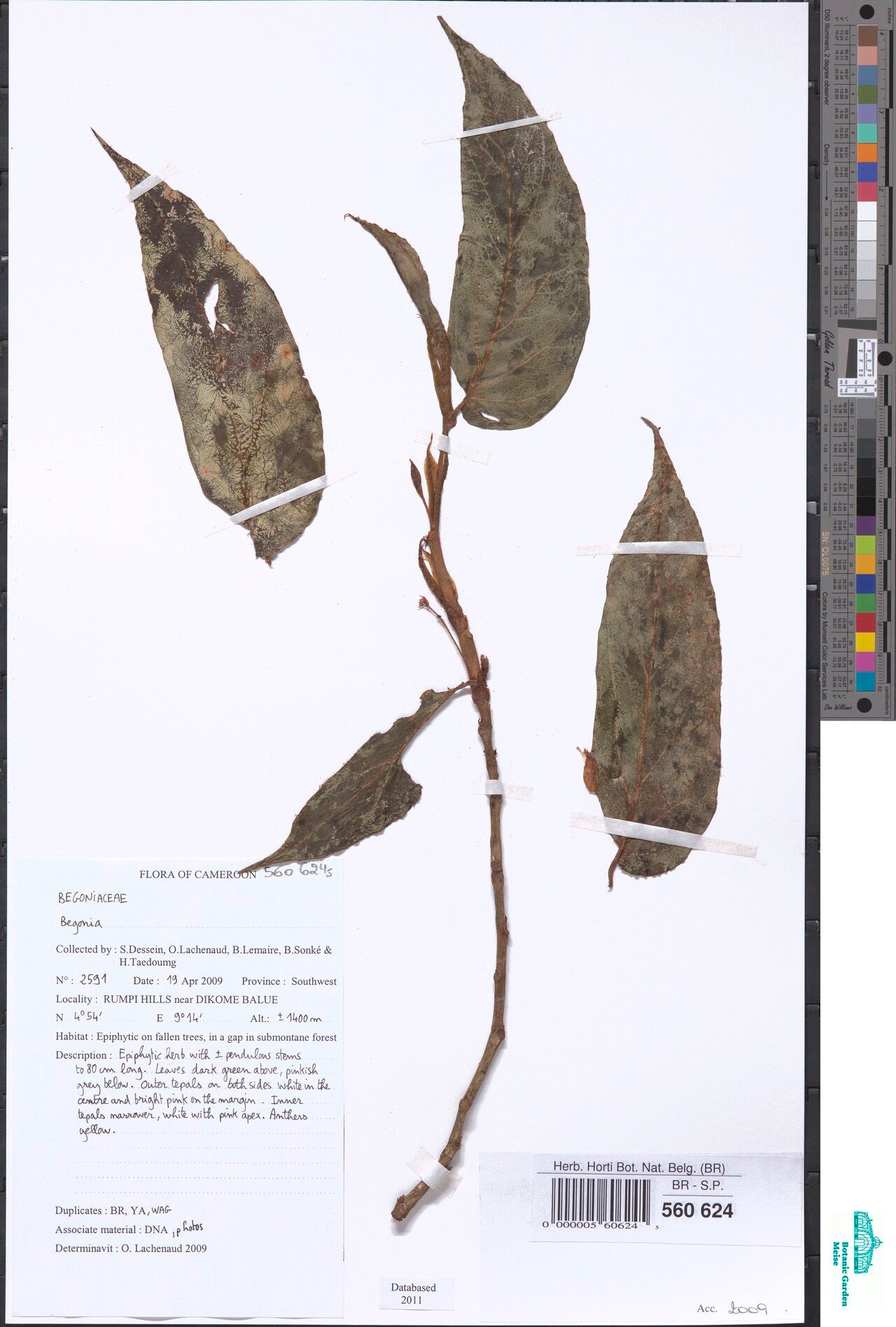 Begonia preussii — houseplant care guide