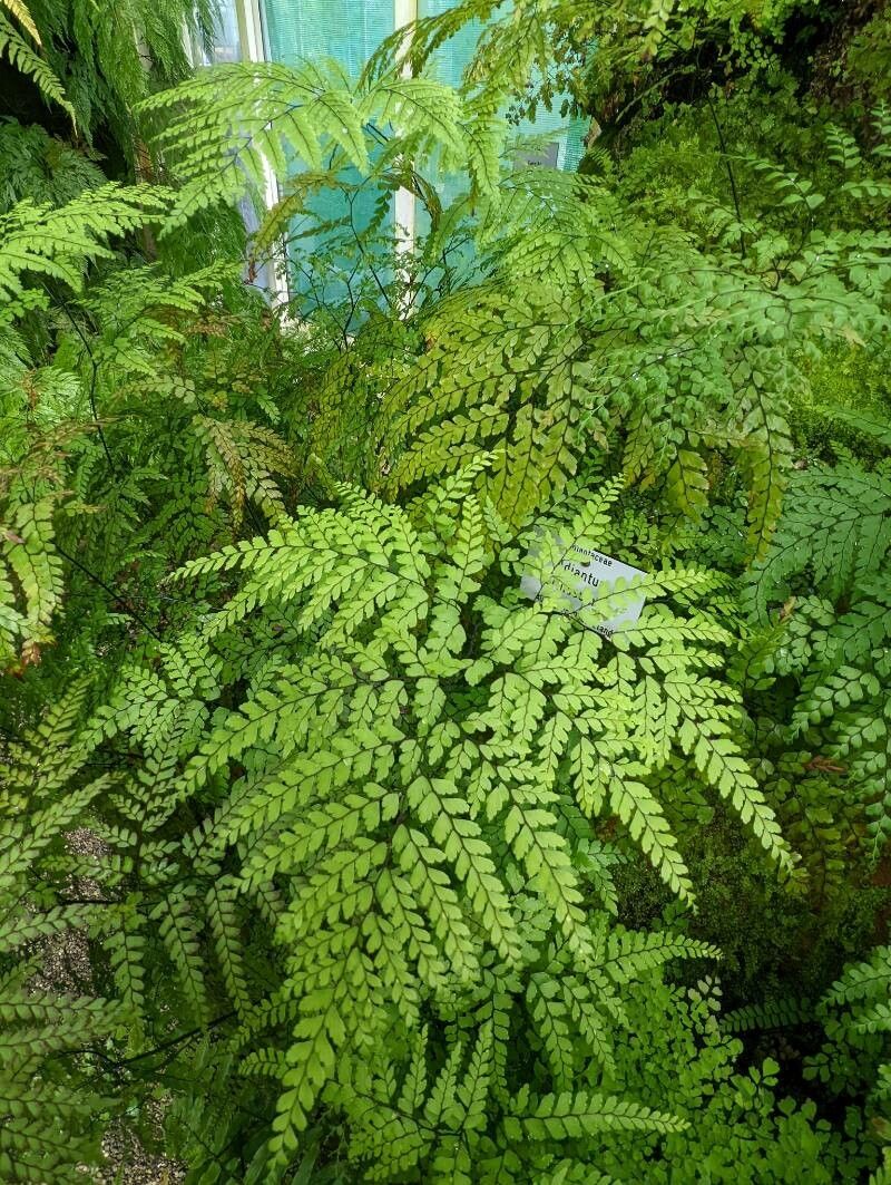 Adiantum formosum habit
