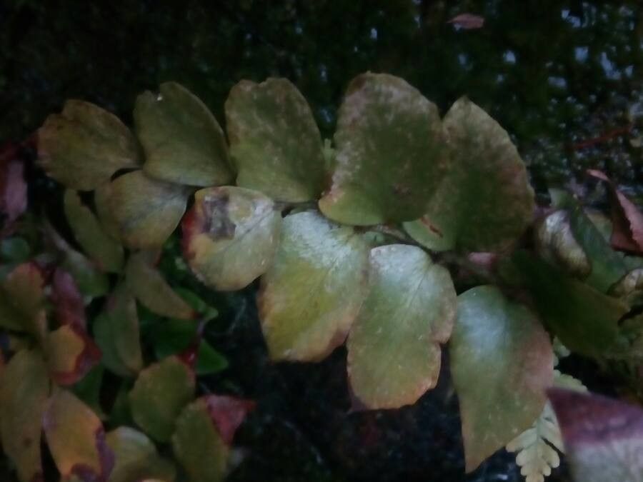 Asplenium sulcatum leaf