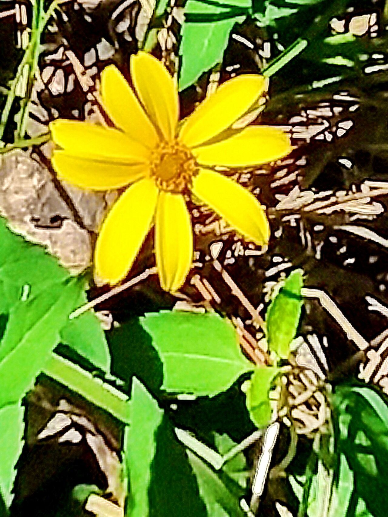 Heliopsis gracilis