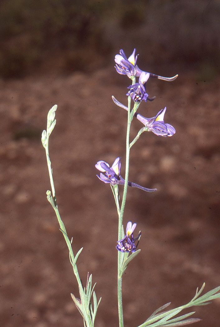 Delphinium obcordatum other