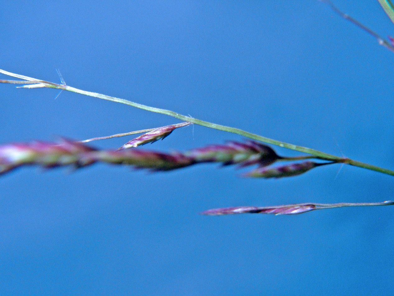 Eragrostis acutiflora — related species from the same genus
