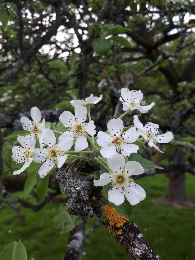 Pyrus nivalis flower