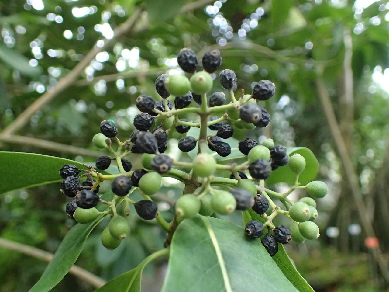 Coptosperma borbonicum fruit