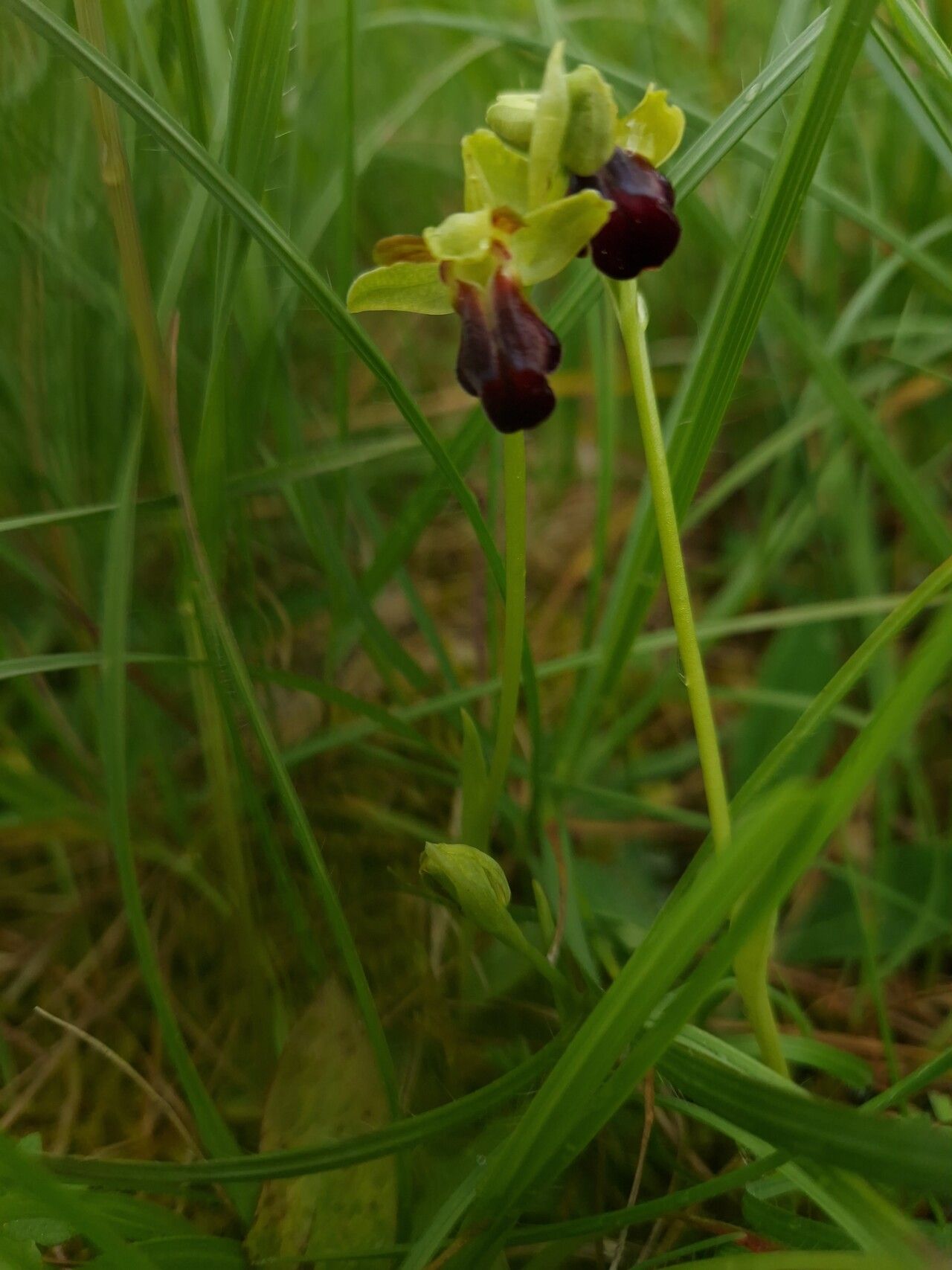 Ophrys funerea flower