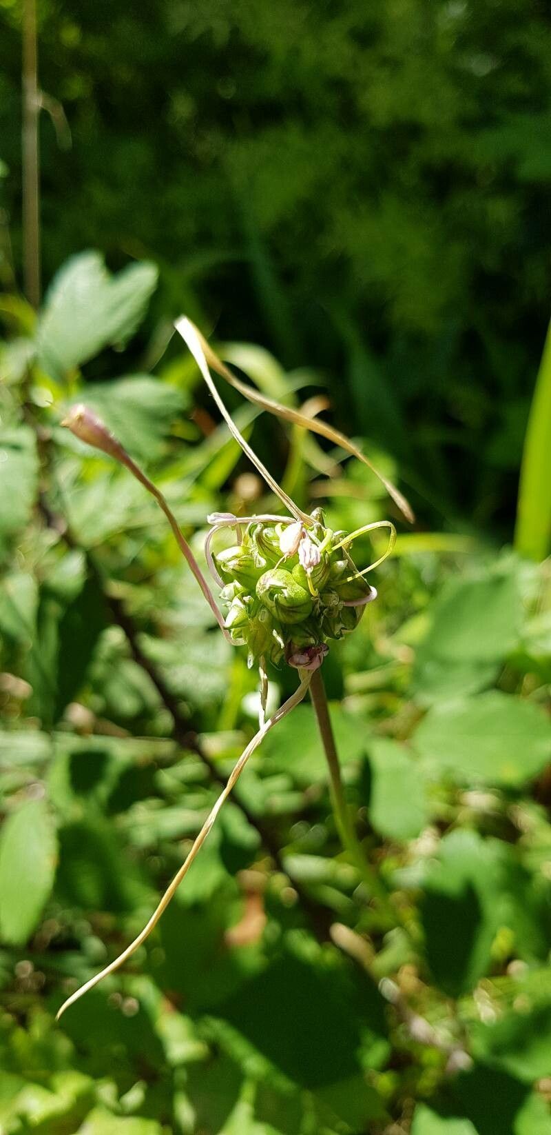 Allium carinatum fruit