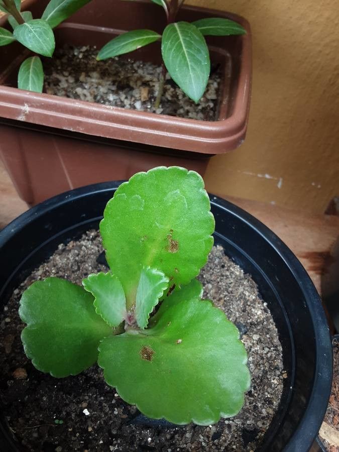 Kalanchoe mortagei — search result for 'Bryophyllum'