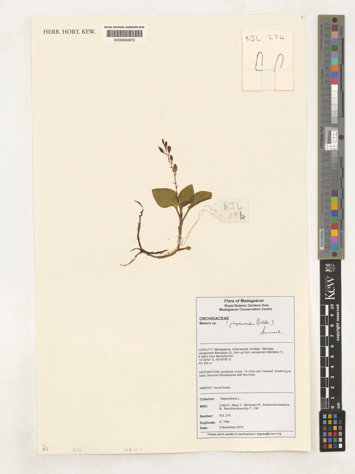 Malaxis physuroides — search result for 'Malaxis'