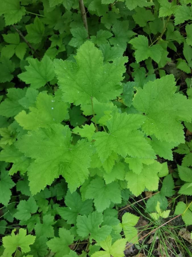 Ribes glandulosum leaf
