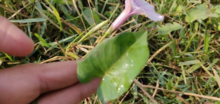 Ipomoea blepharophylla — search result for 'Ipomoea'