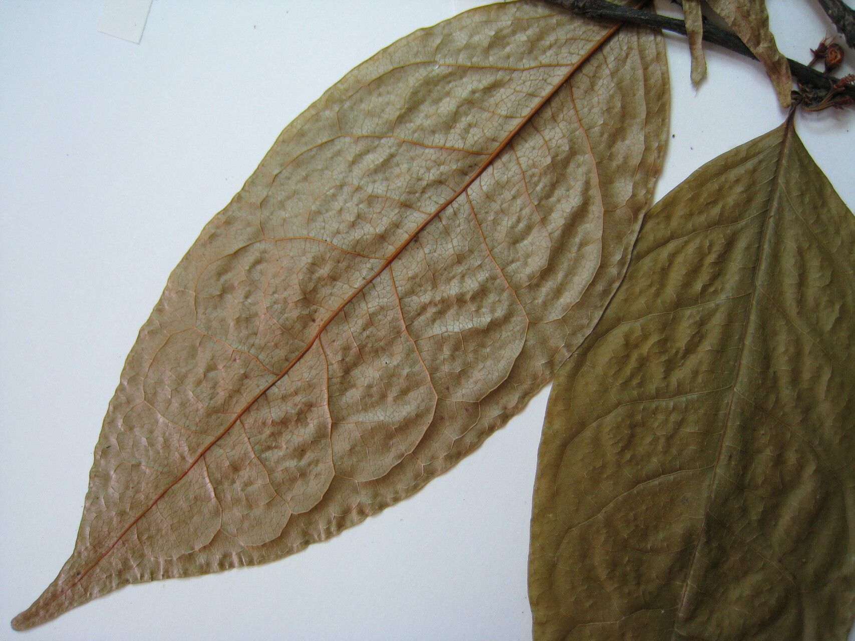 Erythroxylum leptoneurum other