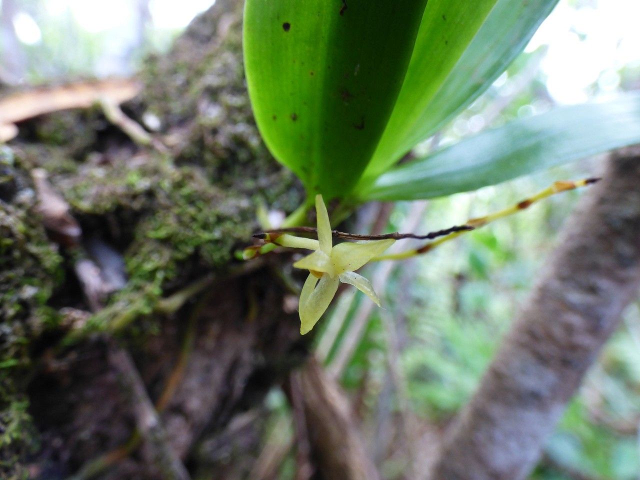 Angraecum zeylanicum flower