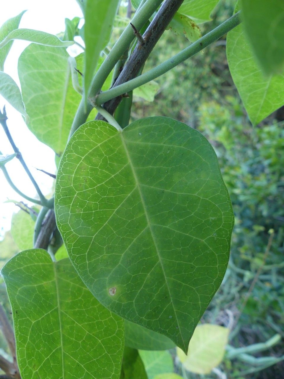 Leptadenia madagascariensis — related species from the same genus