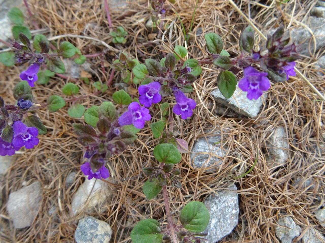 Clinopodium alpinum bark