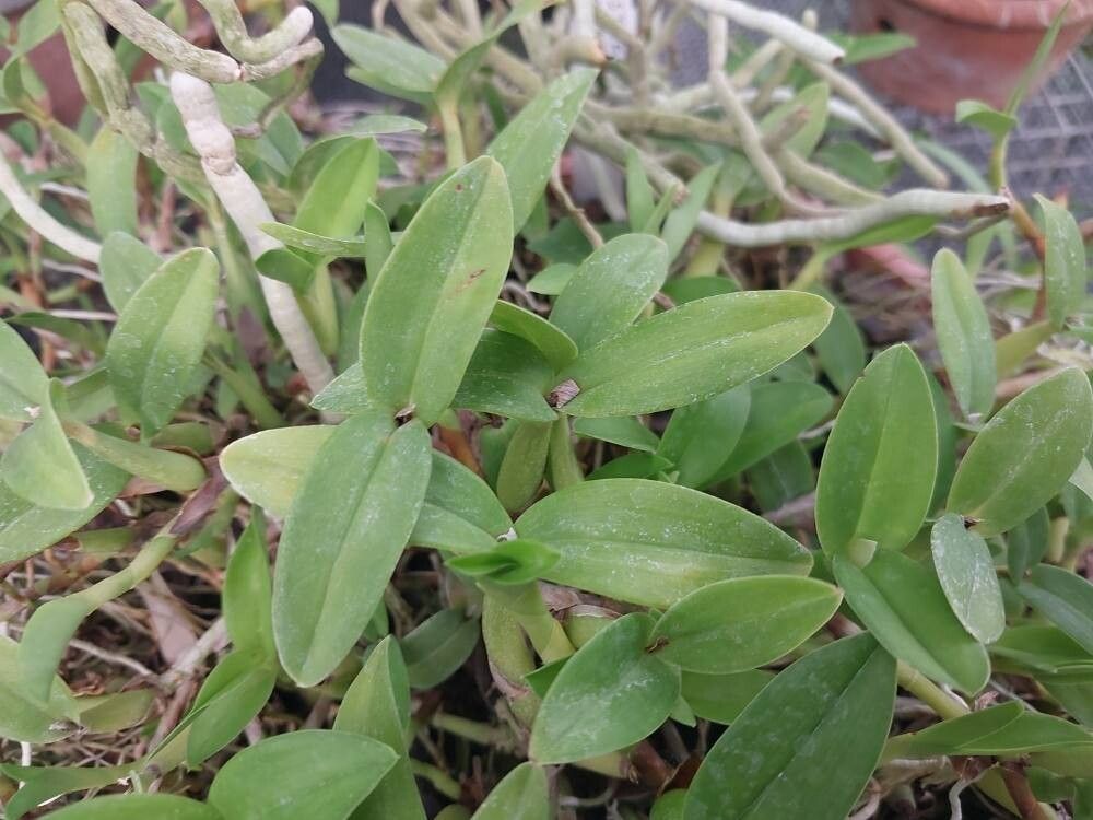 Prosthechea pygmaea leaf
