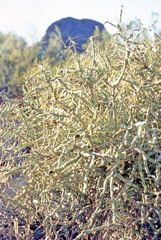 Cylindropuntia ramosissima bark